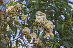 Corymbia terminalis