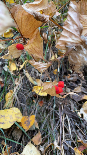 Fairybells (Disporum trachycarpum)