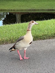 Alopochen aegyptiaca