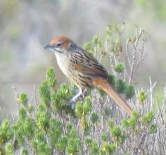 Sphenoeacus afer afer