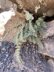 Cheilanthes hypoleuca