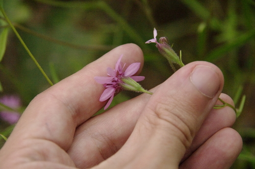 Image of Palafoxia reverchonii by (c) Eric Knight, some rights reserved (CC BY)
