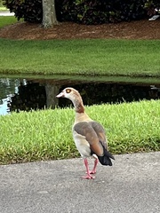 Alopochen aegyptiaca