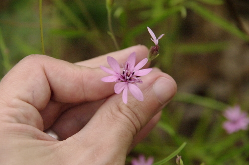 Image of Palafoxia reverchonii by (c) Eric Knight, some rights reserved (CC BY)