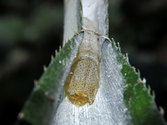 Neoxeniades luda