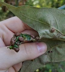 Polystepha symmetrica
