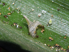 Neoxeniades luda