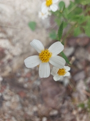 Bidens odorata