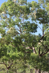 Corymbia terminalis