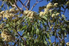 Corymbia terminalis