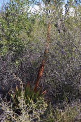 Aloe broomii