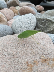 Microcentrum rhombifolium