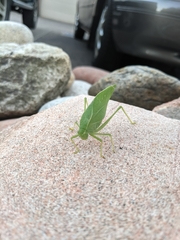 Microcentrum rhombifolium