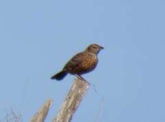 Mirafra apiata marjoriae