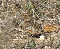 Mirafra apiata marjoriae