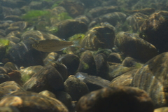 Kuhlia marginata