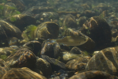 Kuhlia marginata