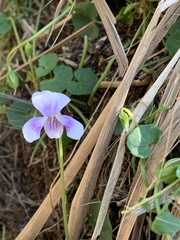 Viola banksii