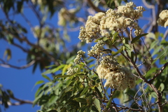 Corymbia terminalis