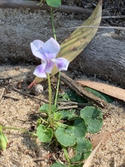 Viola banksii