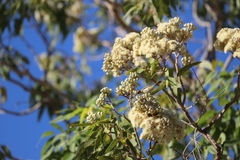 Corymbia terminalis