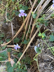 Viola banksii