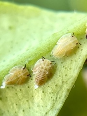 Diaphorina citri