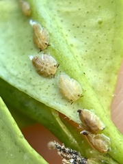 Diaphorina citri
