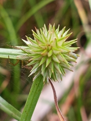 Cyperus brevifolioides