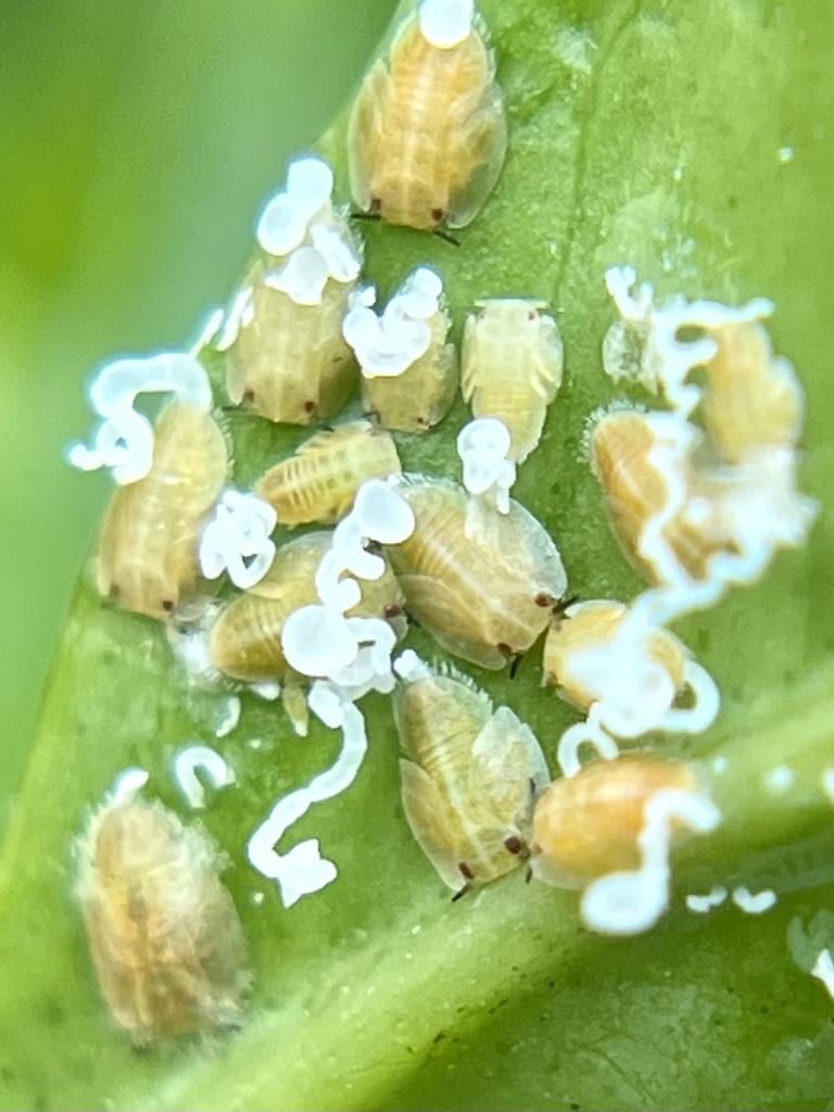 Asian citrus psyllid