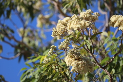 Corymbia terminalis