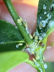 Diaphorina citri