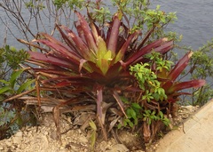 Werauhia werckleana