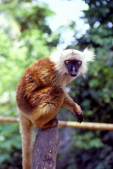 Eulemur macaco