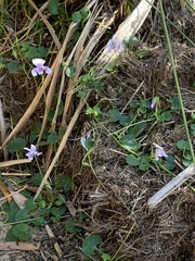 Viola banksii