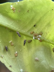 Diaphorina citri