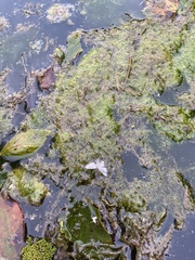 Parapoynx badiusalis