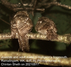 Batrachostomus hodgsoni