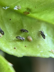 Diaphorina citri