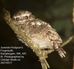 Batrachostomus hodgsoni