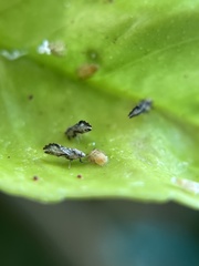 Diaphorina citri