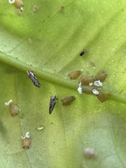 Diaphorina citri