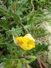 Oenothera pubescens