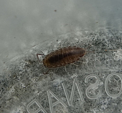 Halophiloscia couchii