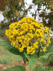 Verbesina latisquama