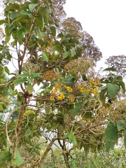 Verbesina latisquama