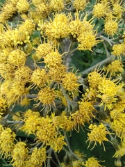 Verbesina latisquama