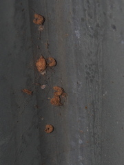 Apterona helicoidella