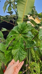 Cecropia palmata