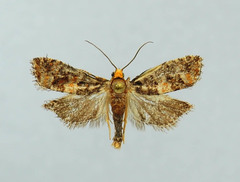 Eucopina